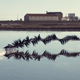 Black-winged stilt, Ebro delta, Catalonia